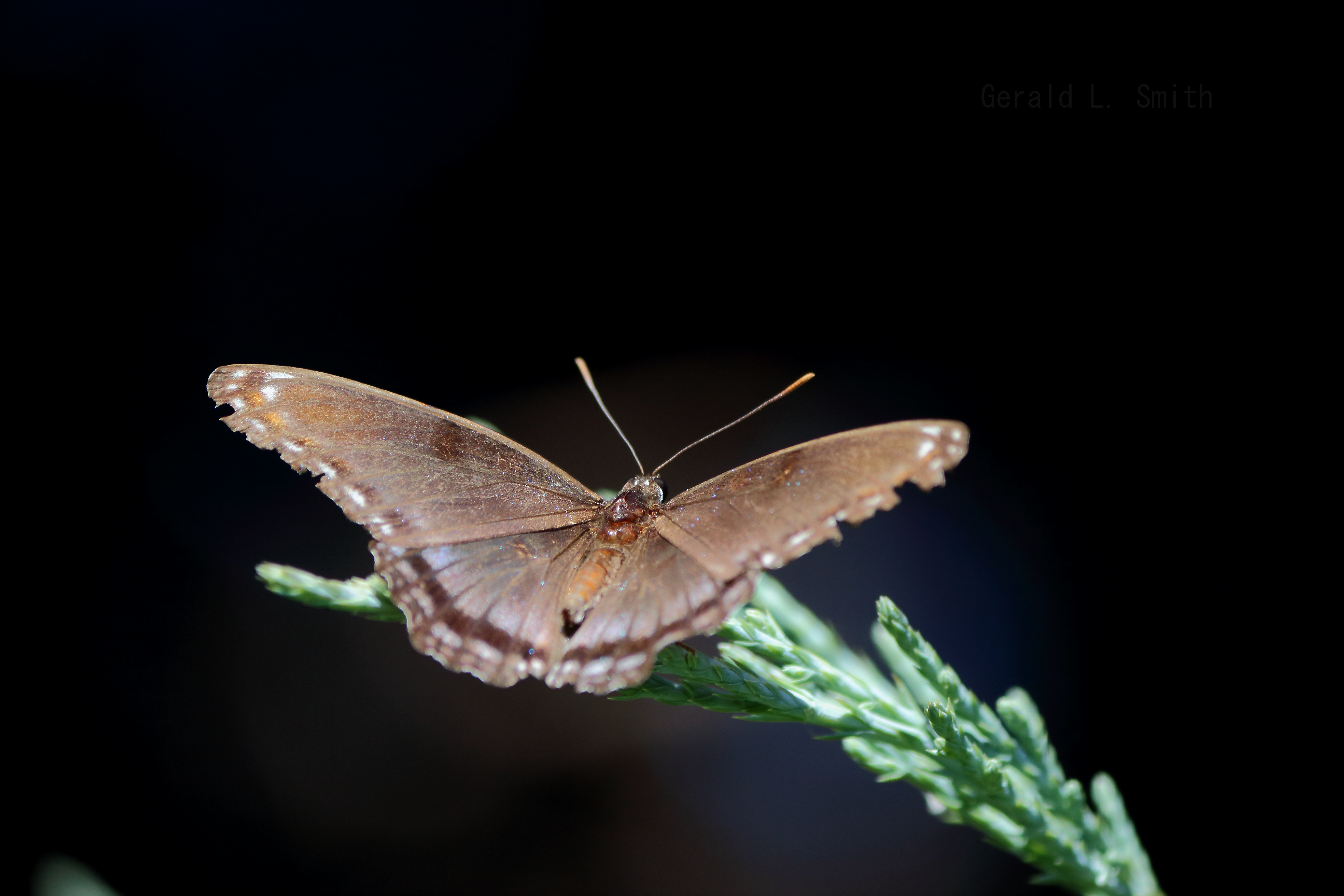 Red-spotted Purple 1