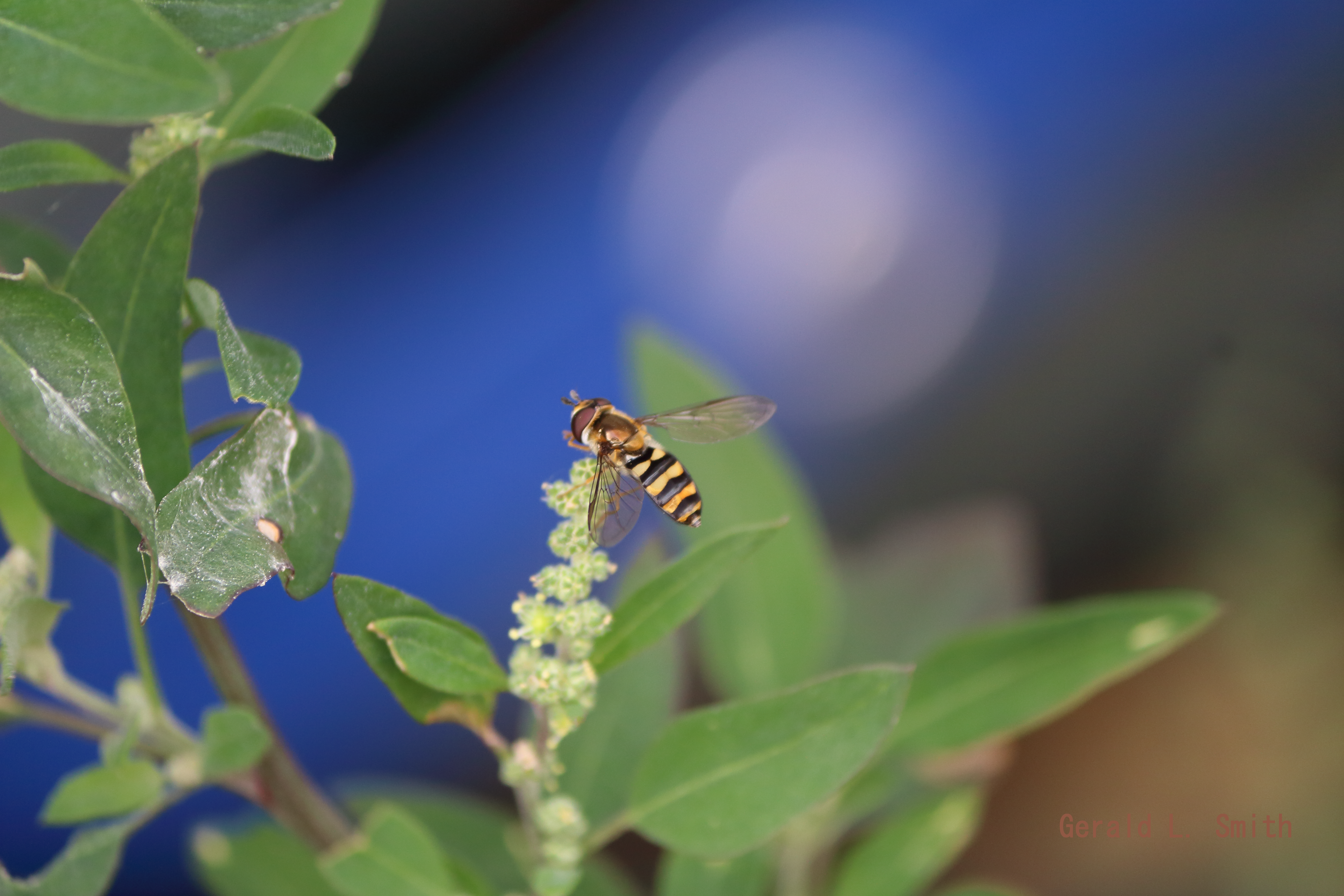 American Hover Fly