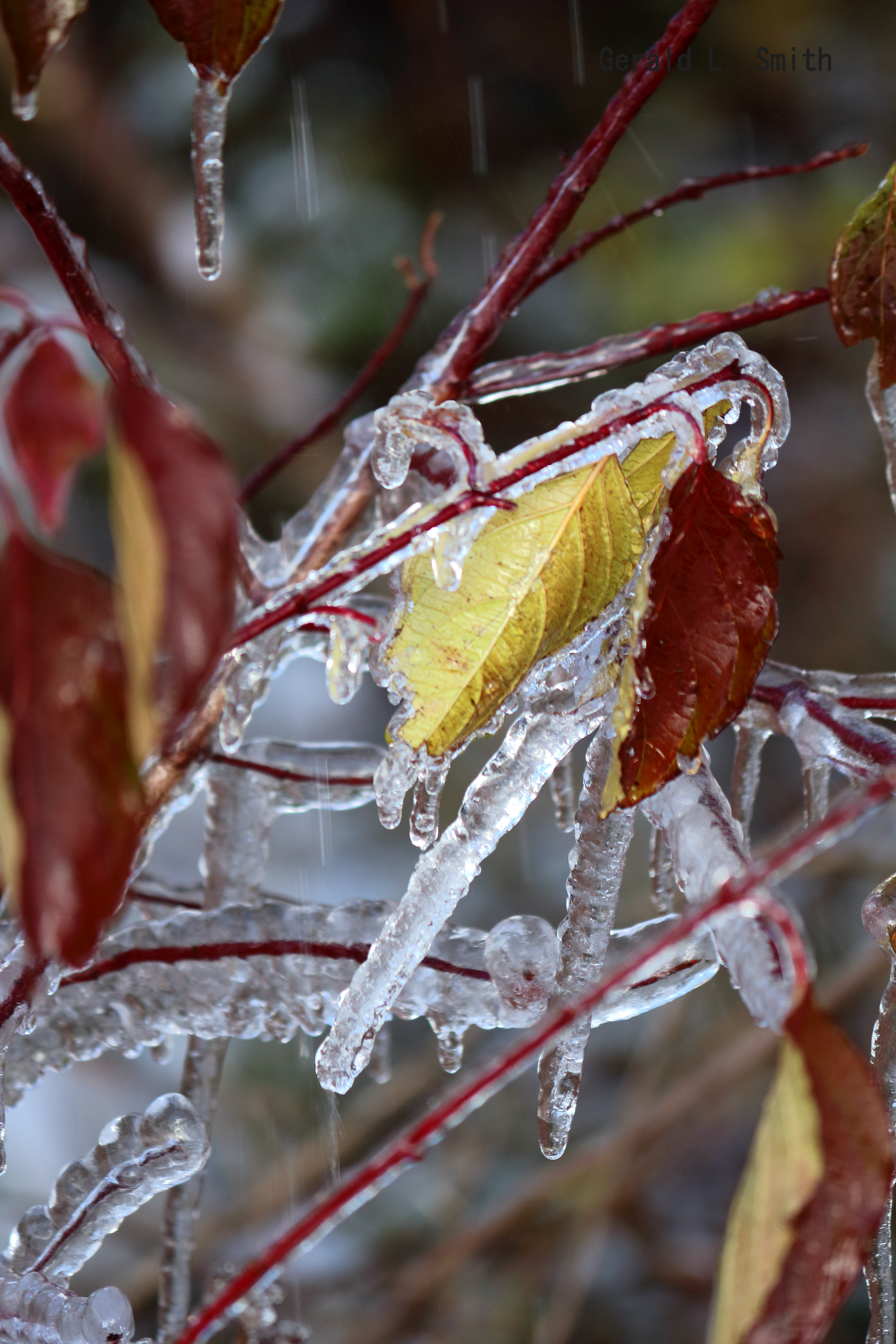 Frozen Fall