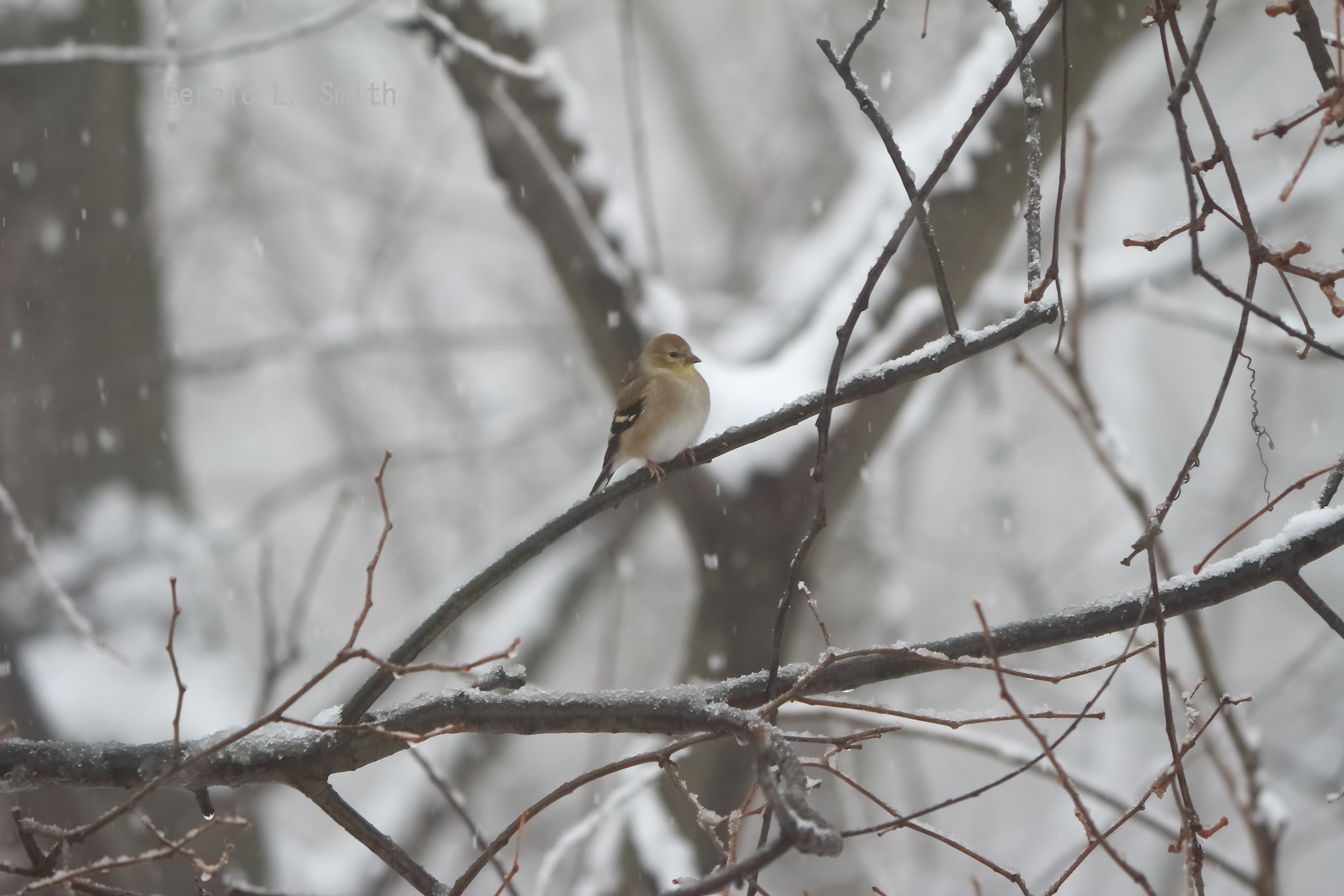 Female Goldfinch