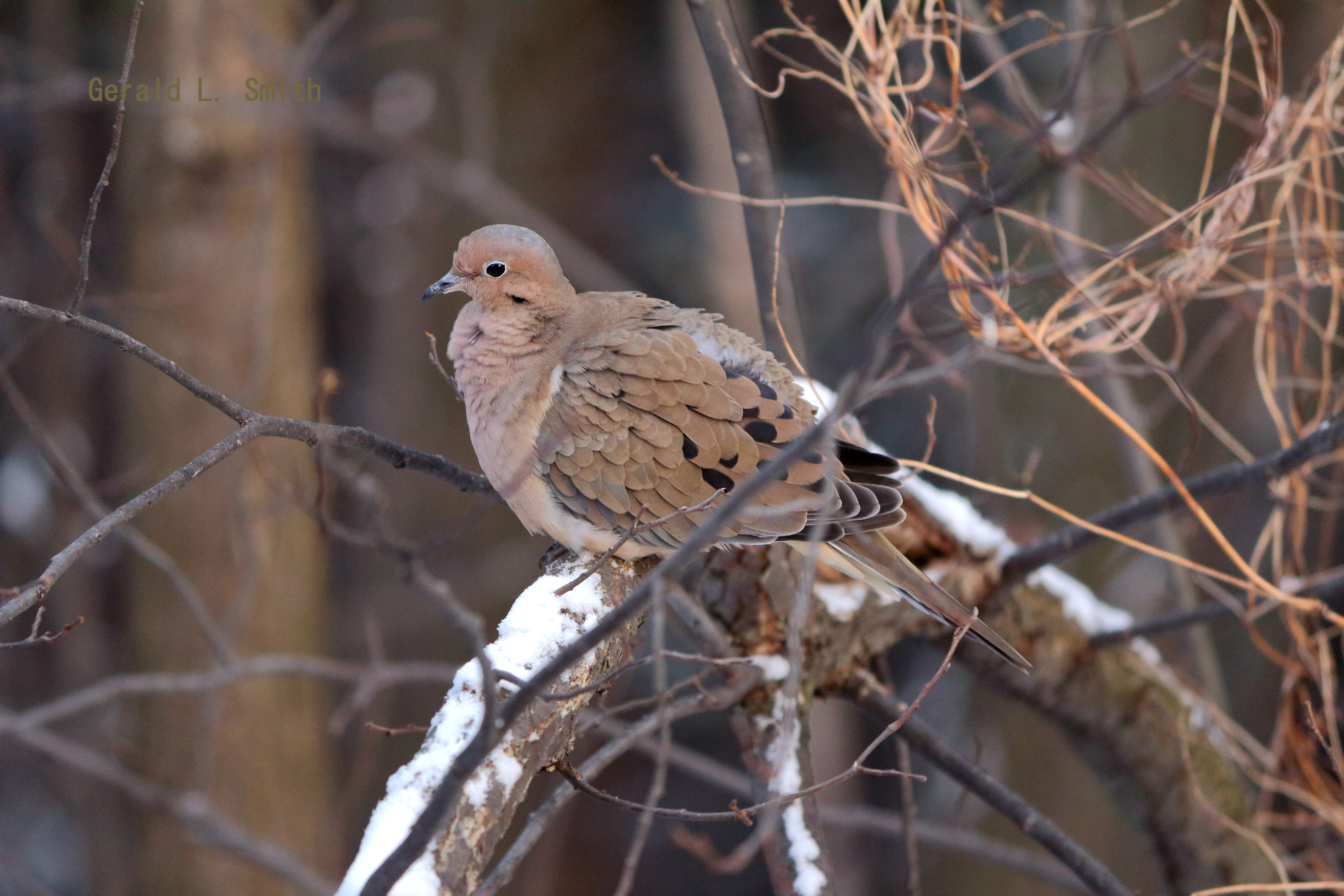 Mourning Dove 7