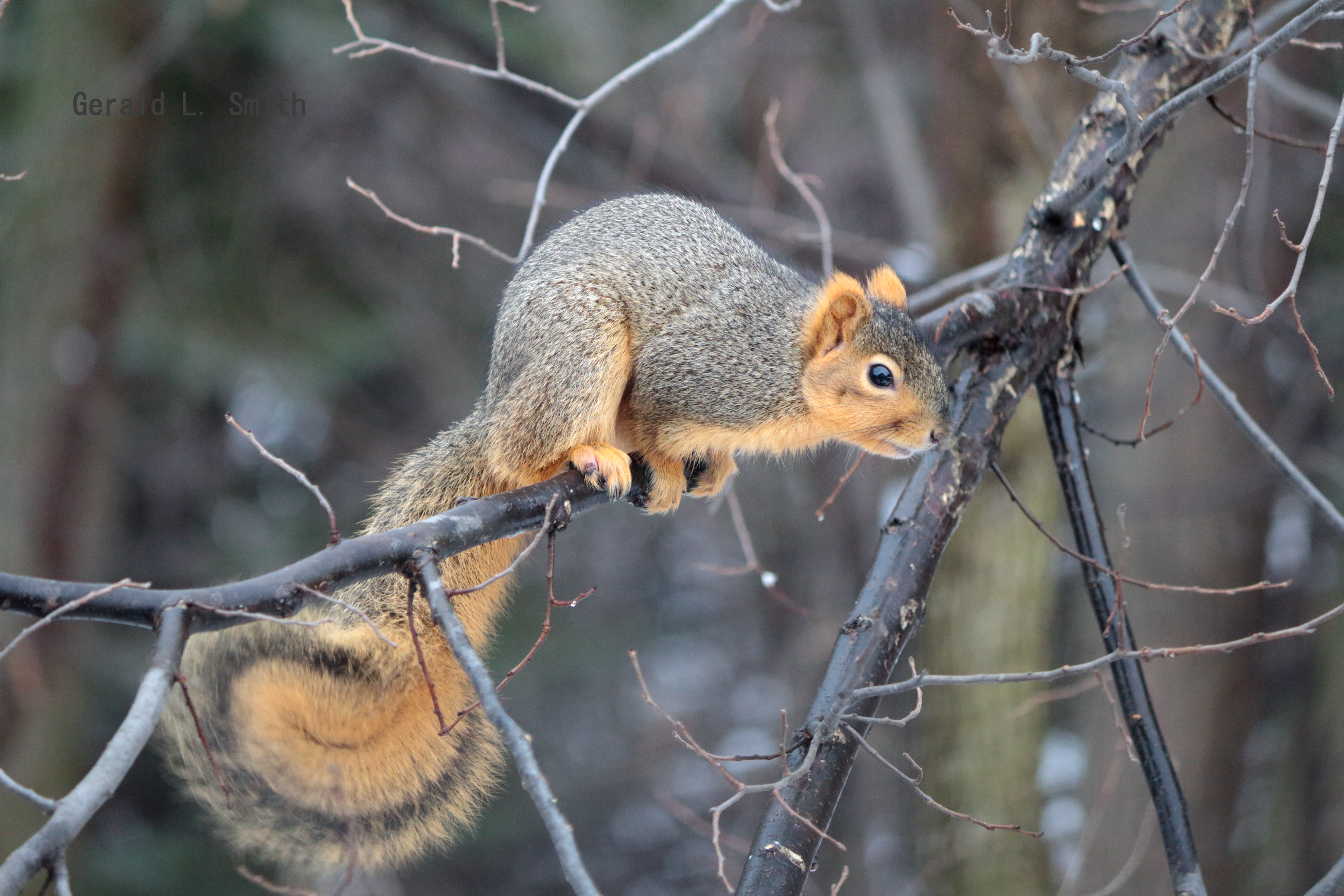 Fox Squirrel 11