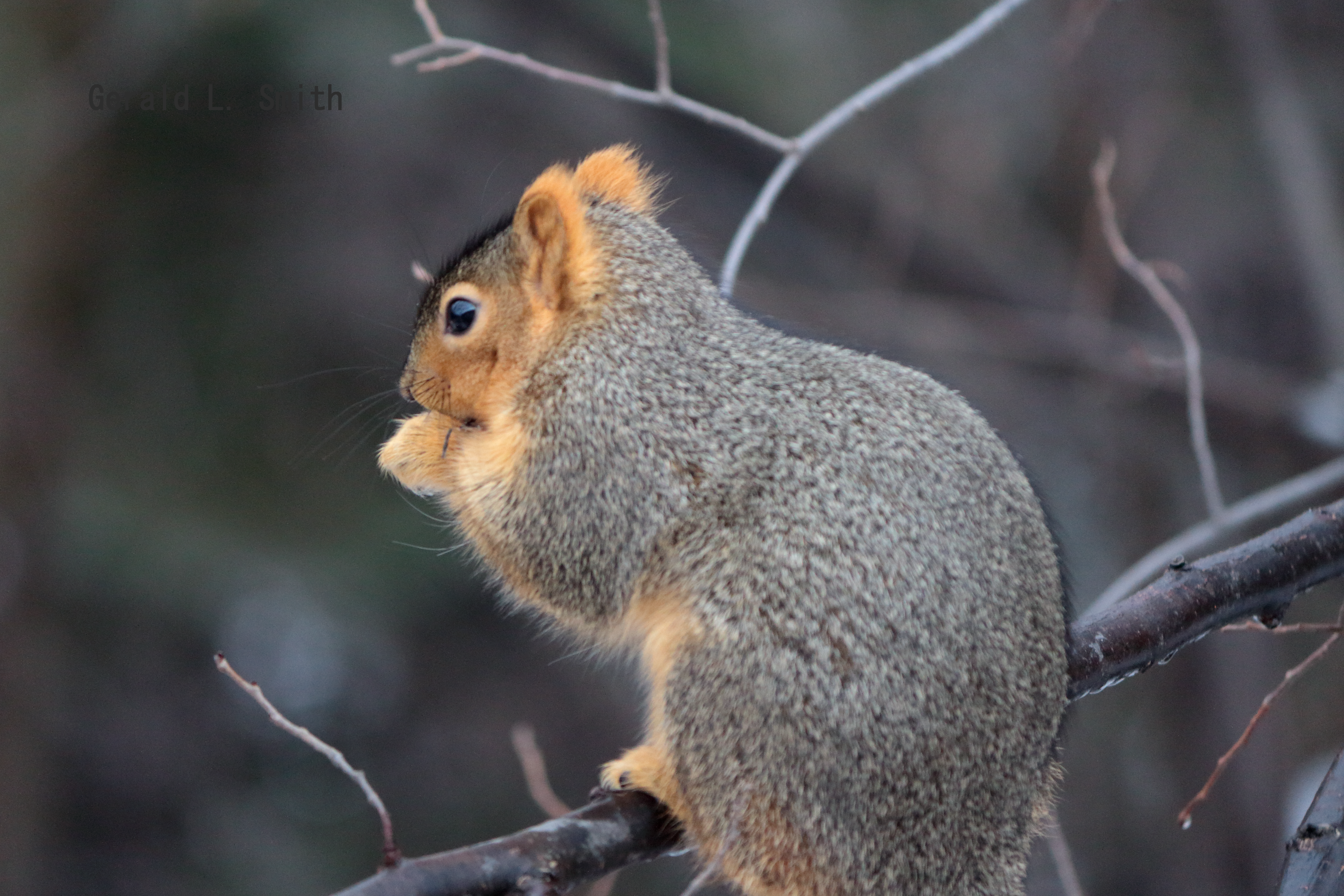 Fox Squirrel 12