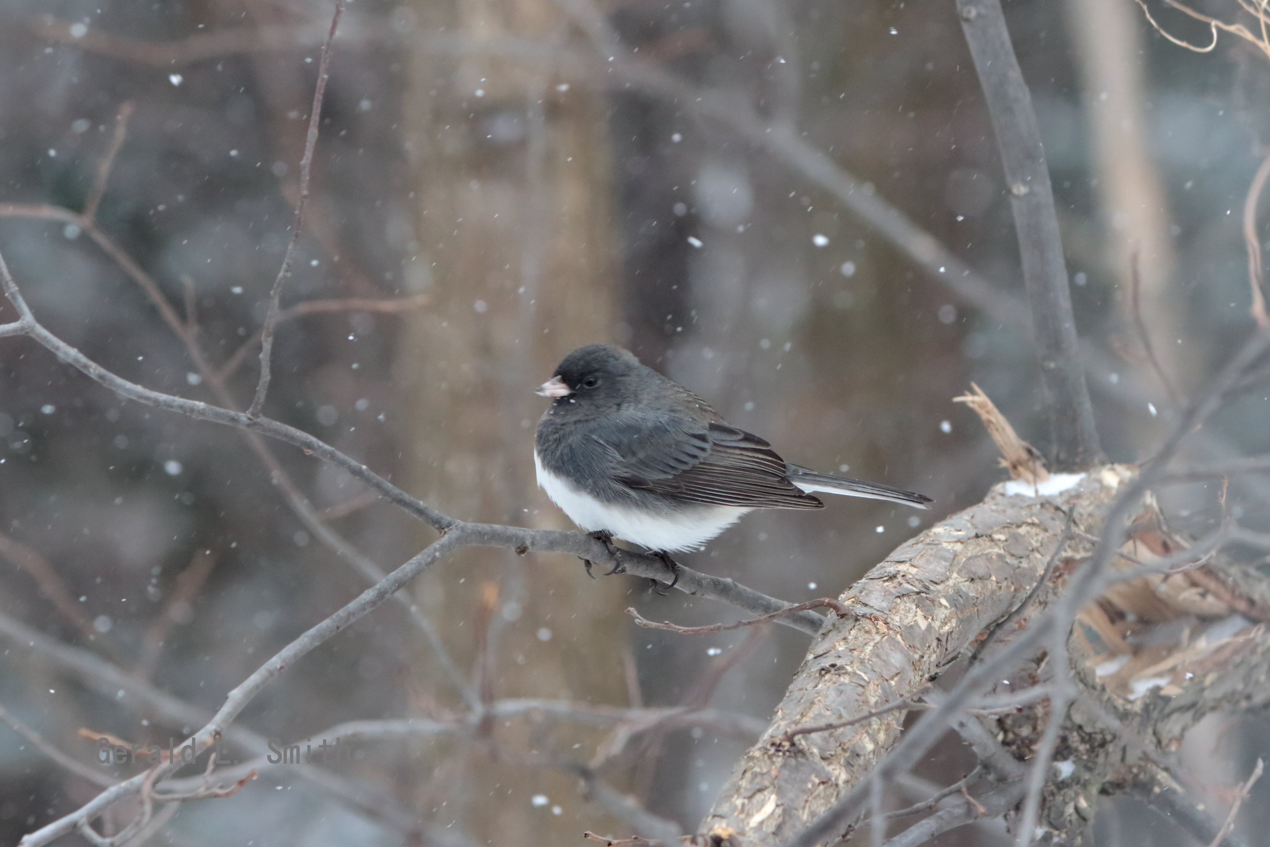 Dark-eyed Junco 6