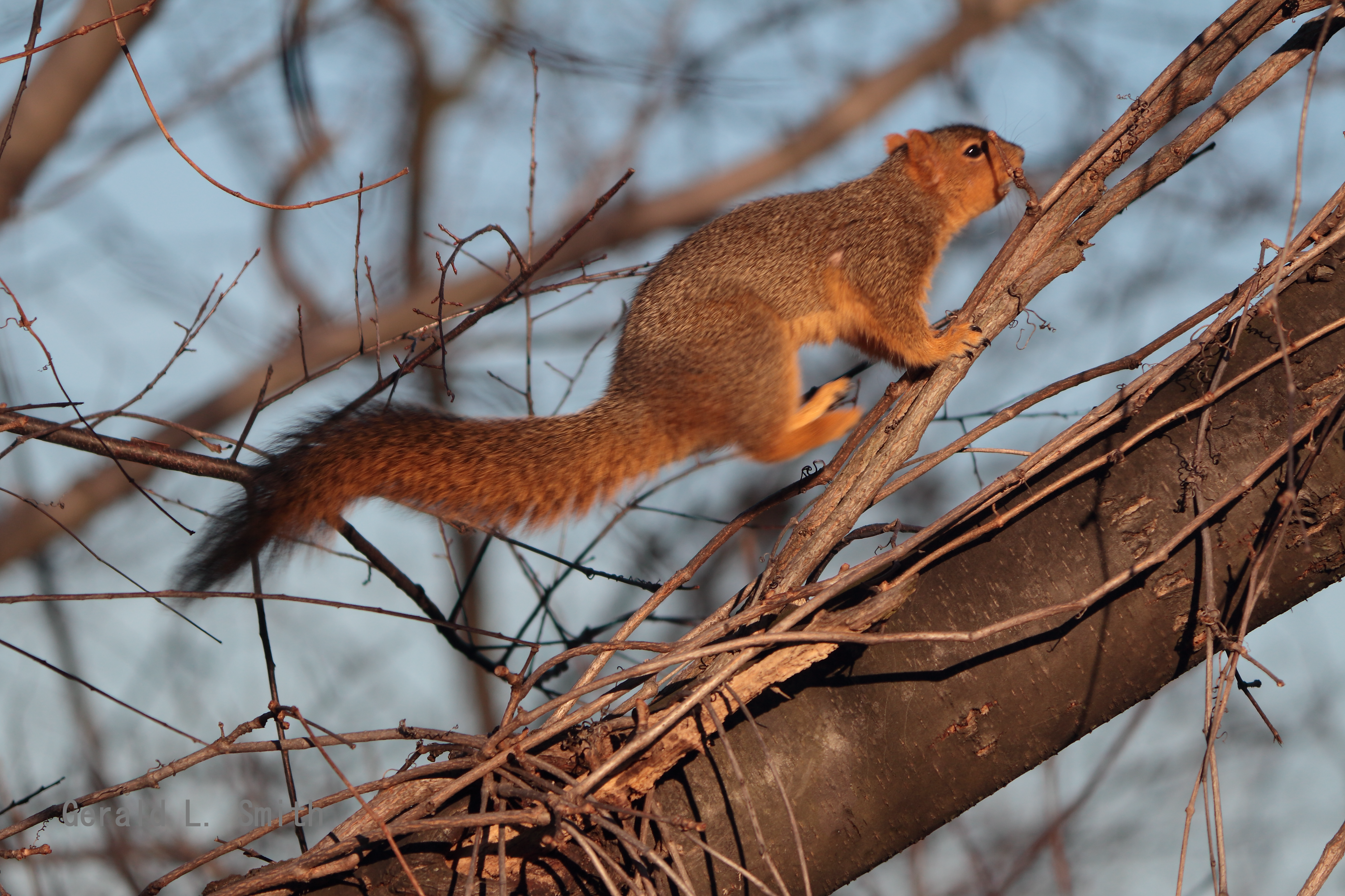 Fox Squirrel 19