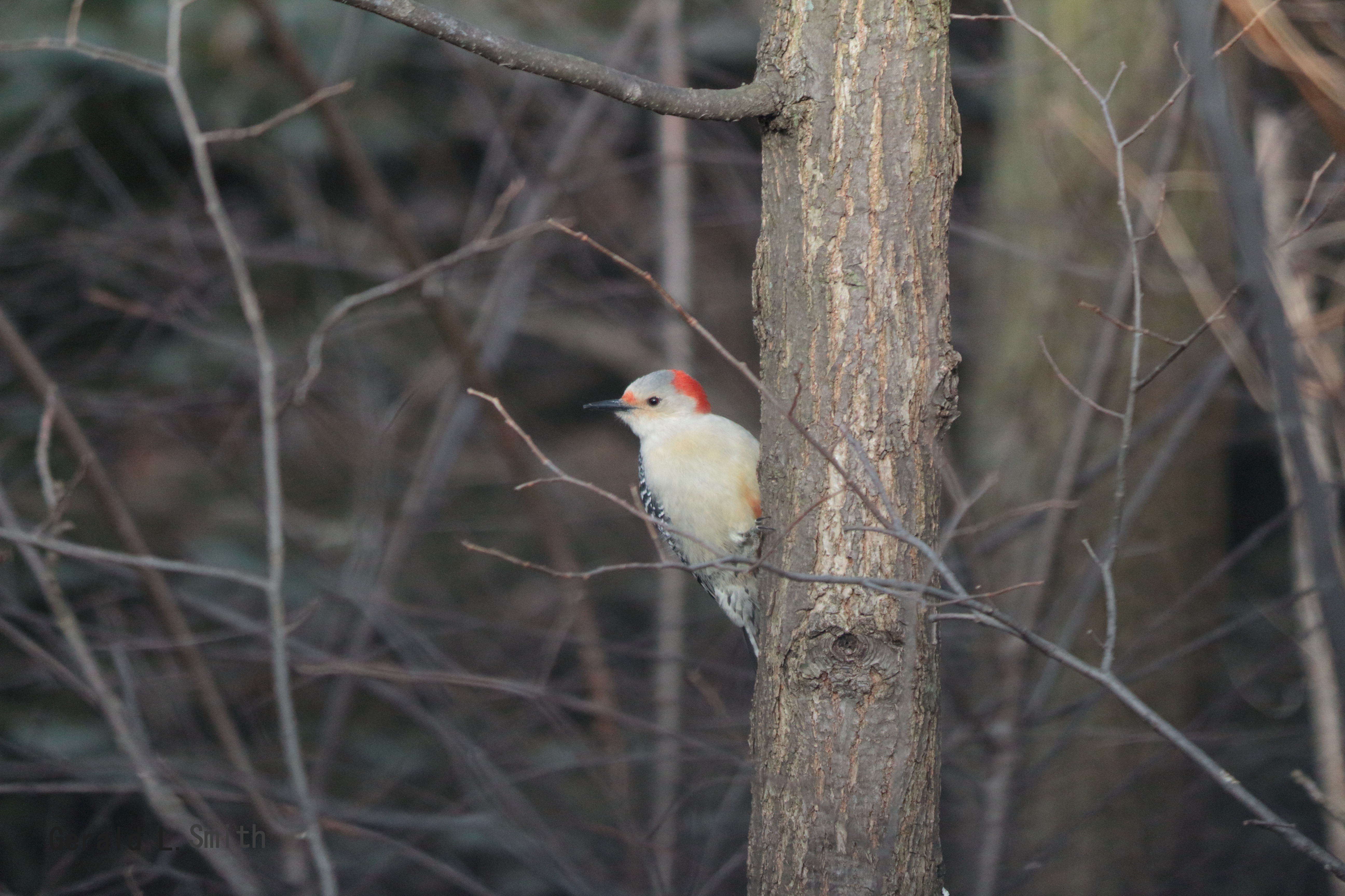 Female Red-bellied Woodpecker