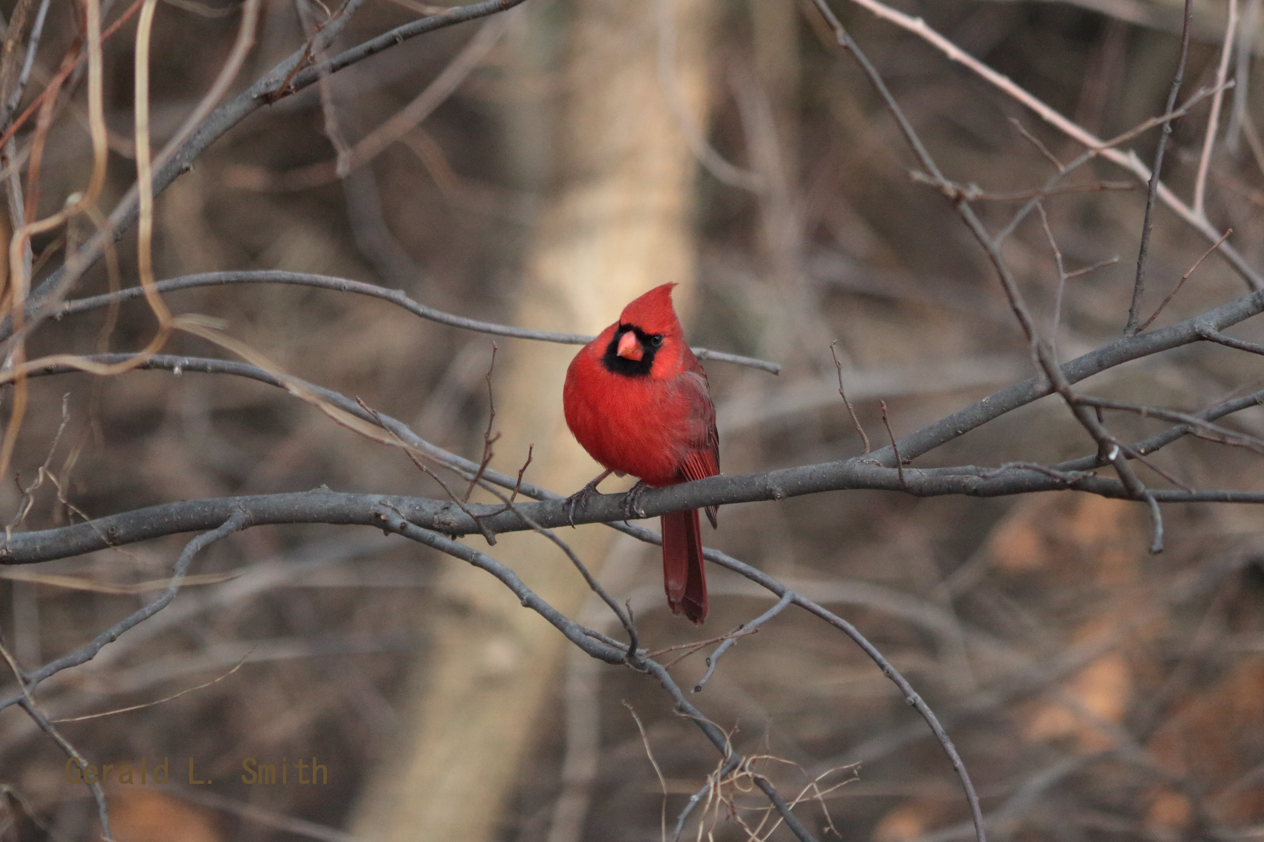 Northern Cardinal 8