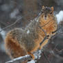 Fox Squirrel 24