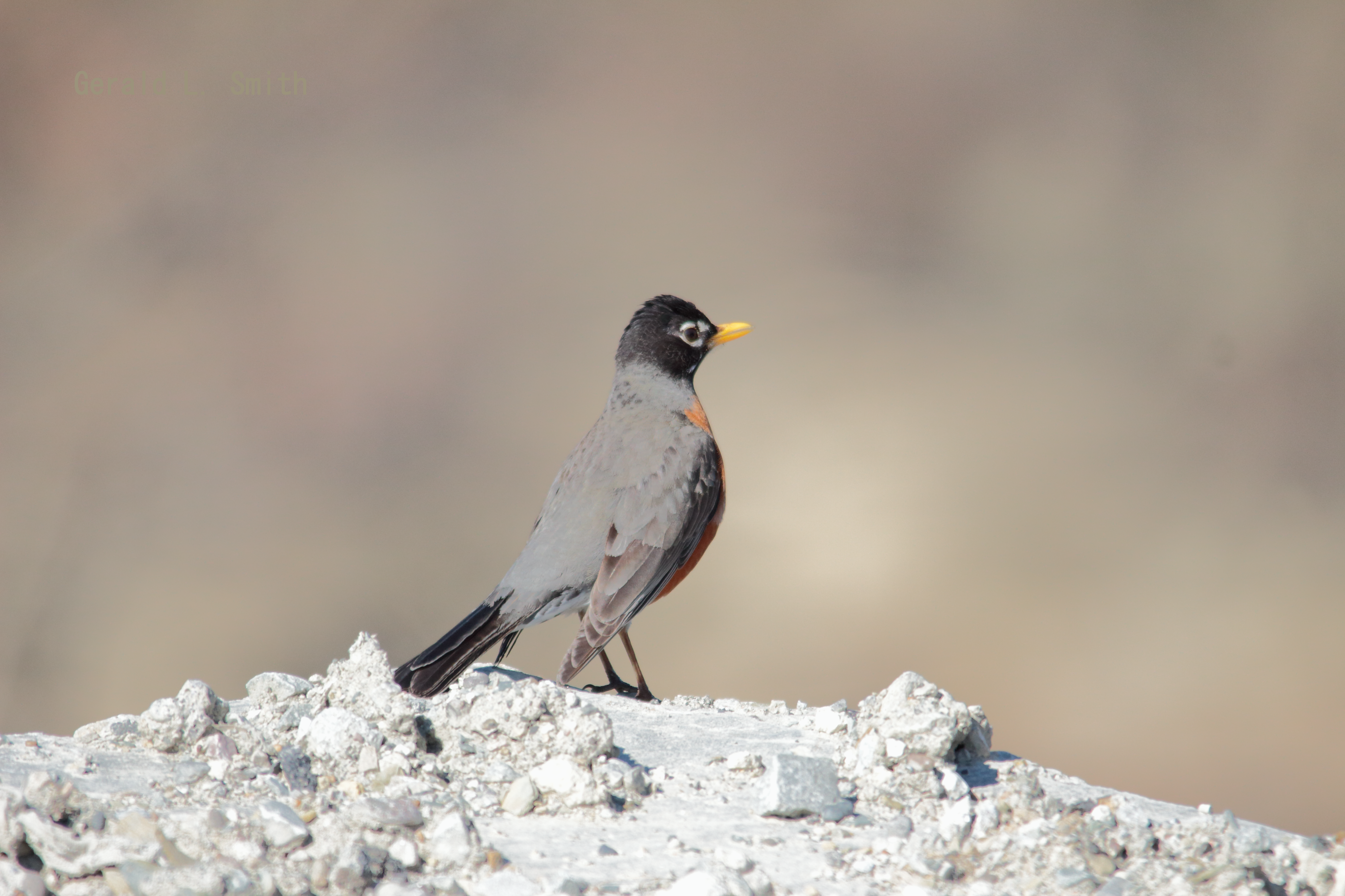 American Robin 3