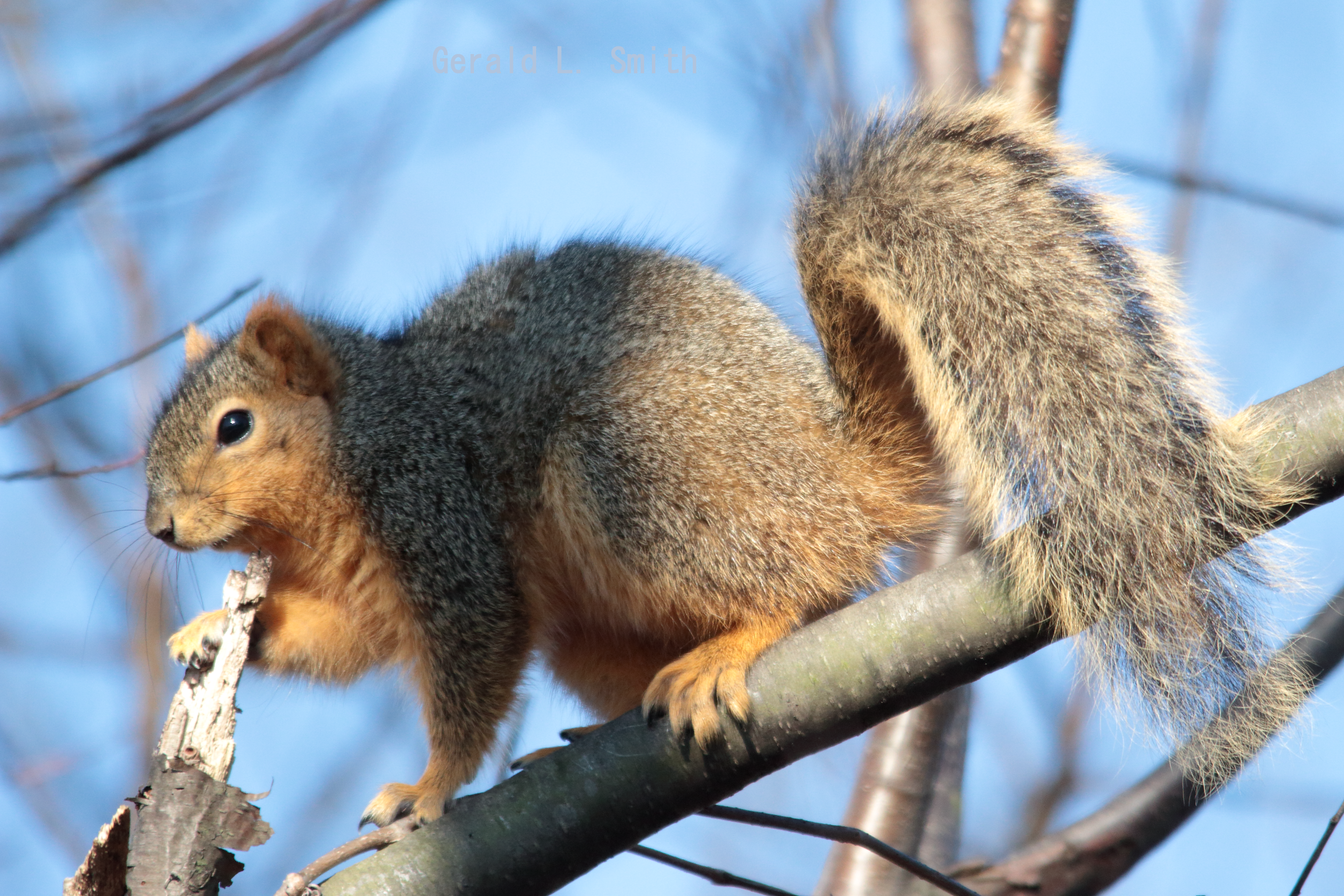 Fox Squirrel 43