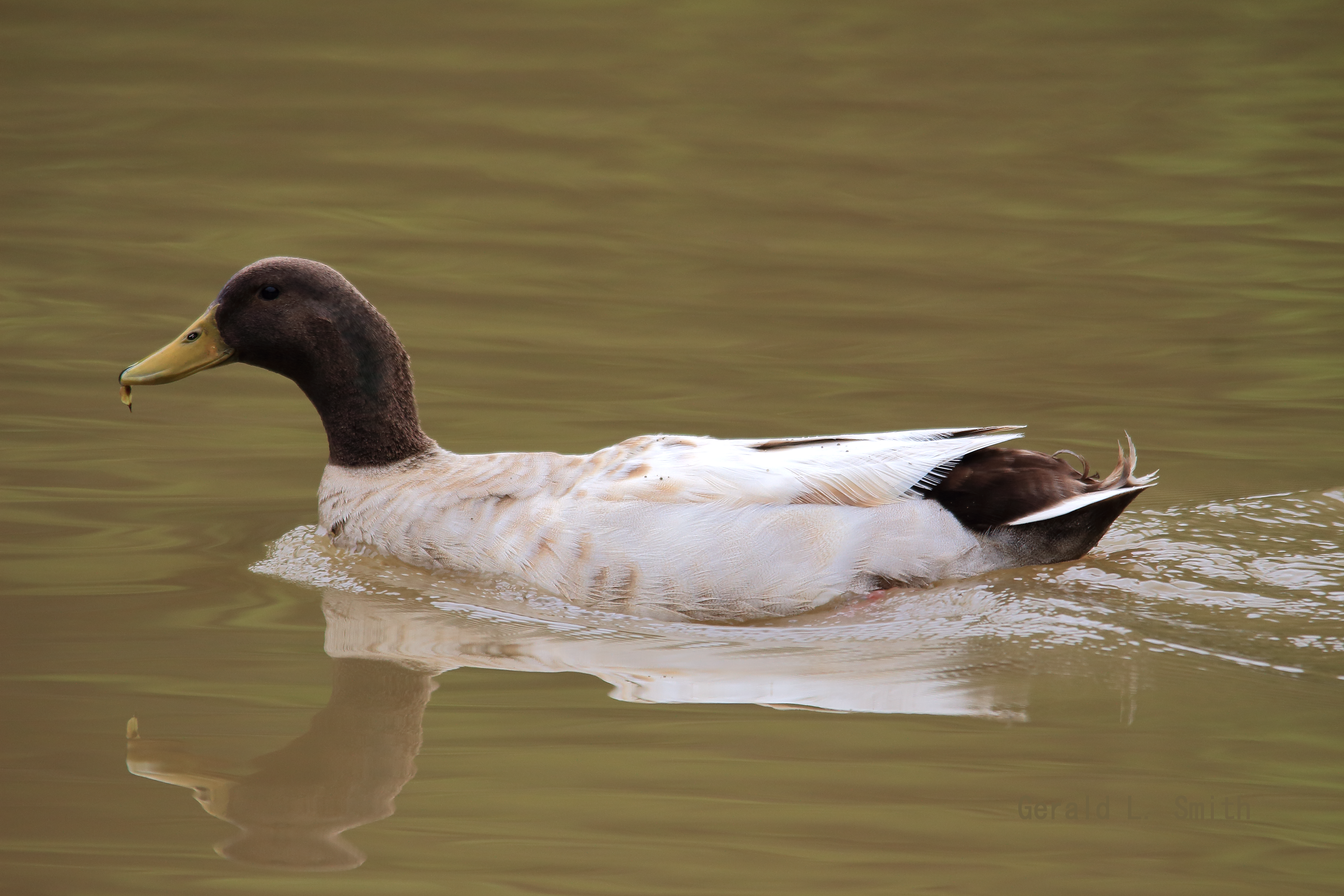 Hybrid Mallard