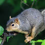 Fox Squirrel 53