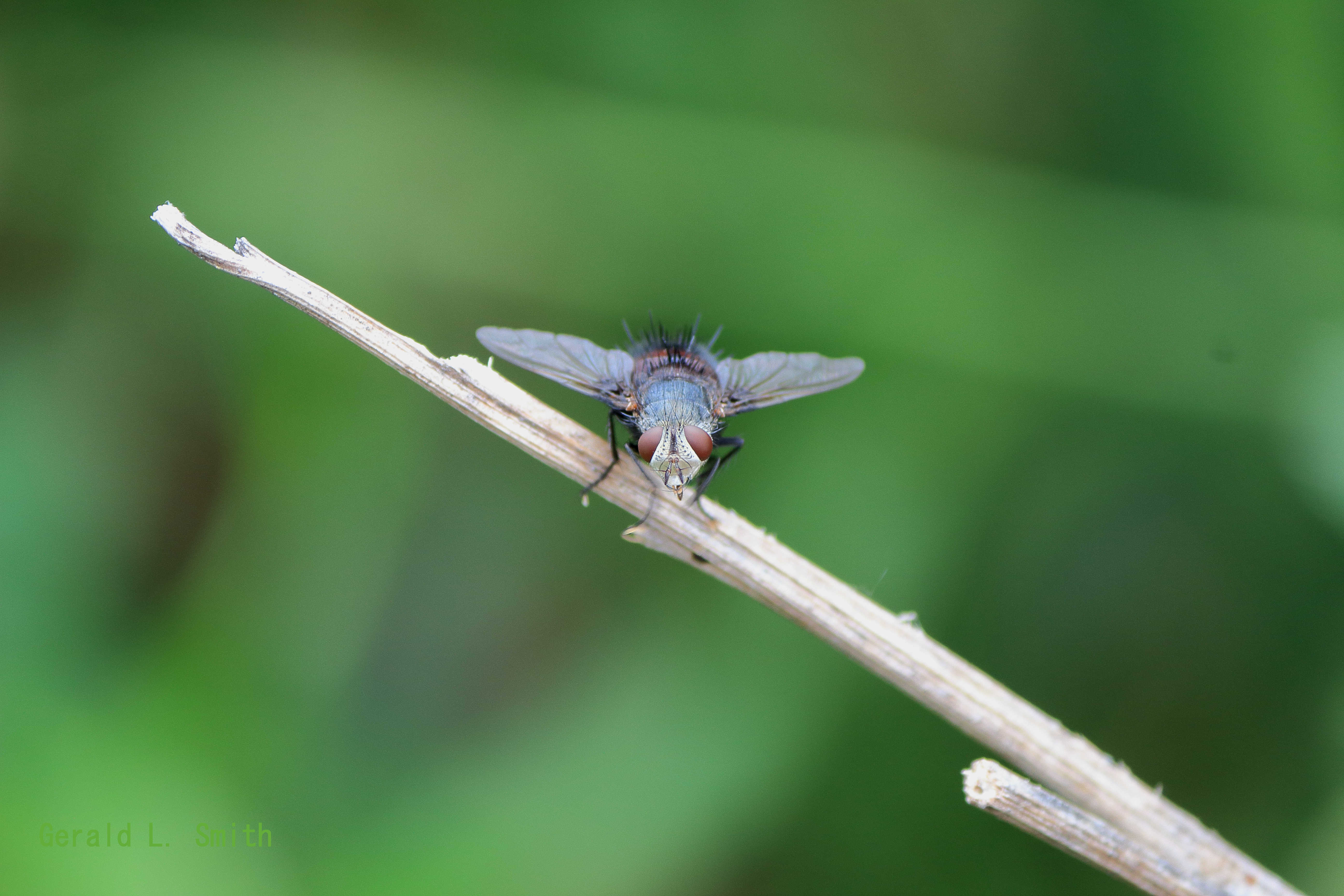 Juriniopsis Tachinid fly 2