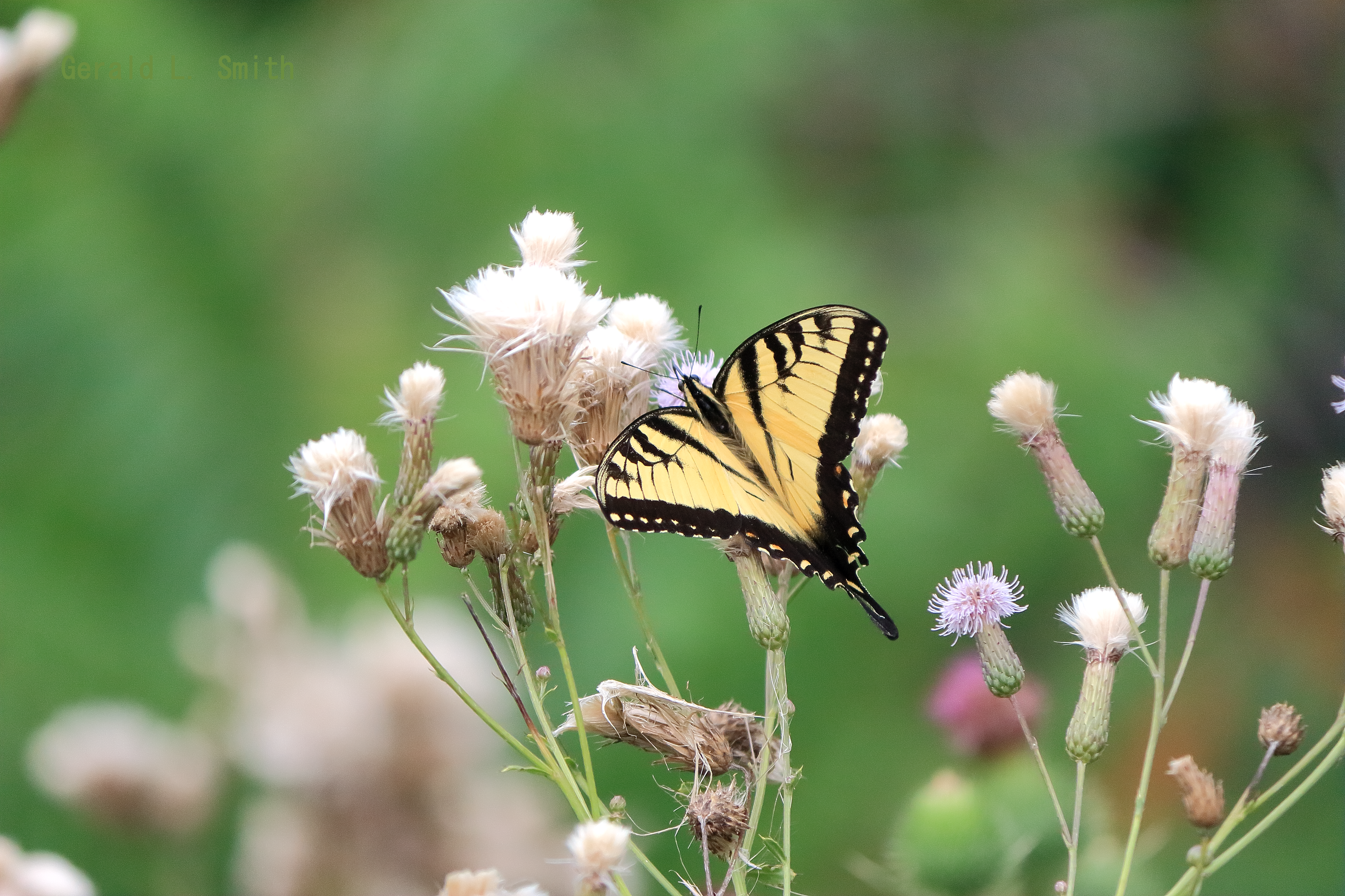 Eastern Tiger Swallowtail 7