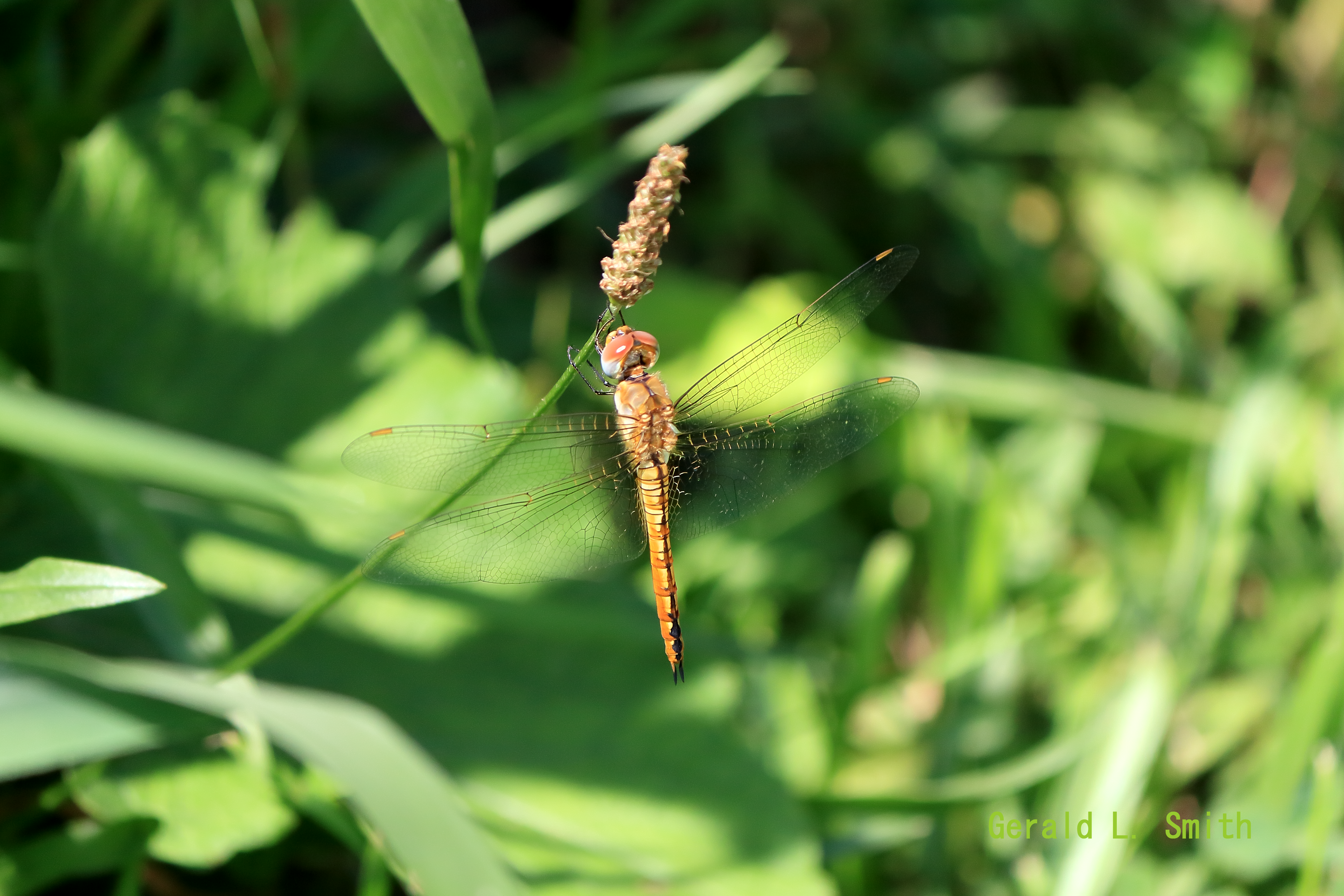 Wandering Glider 11