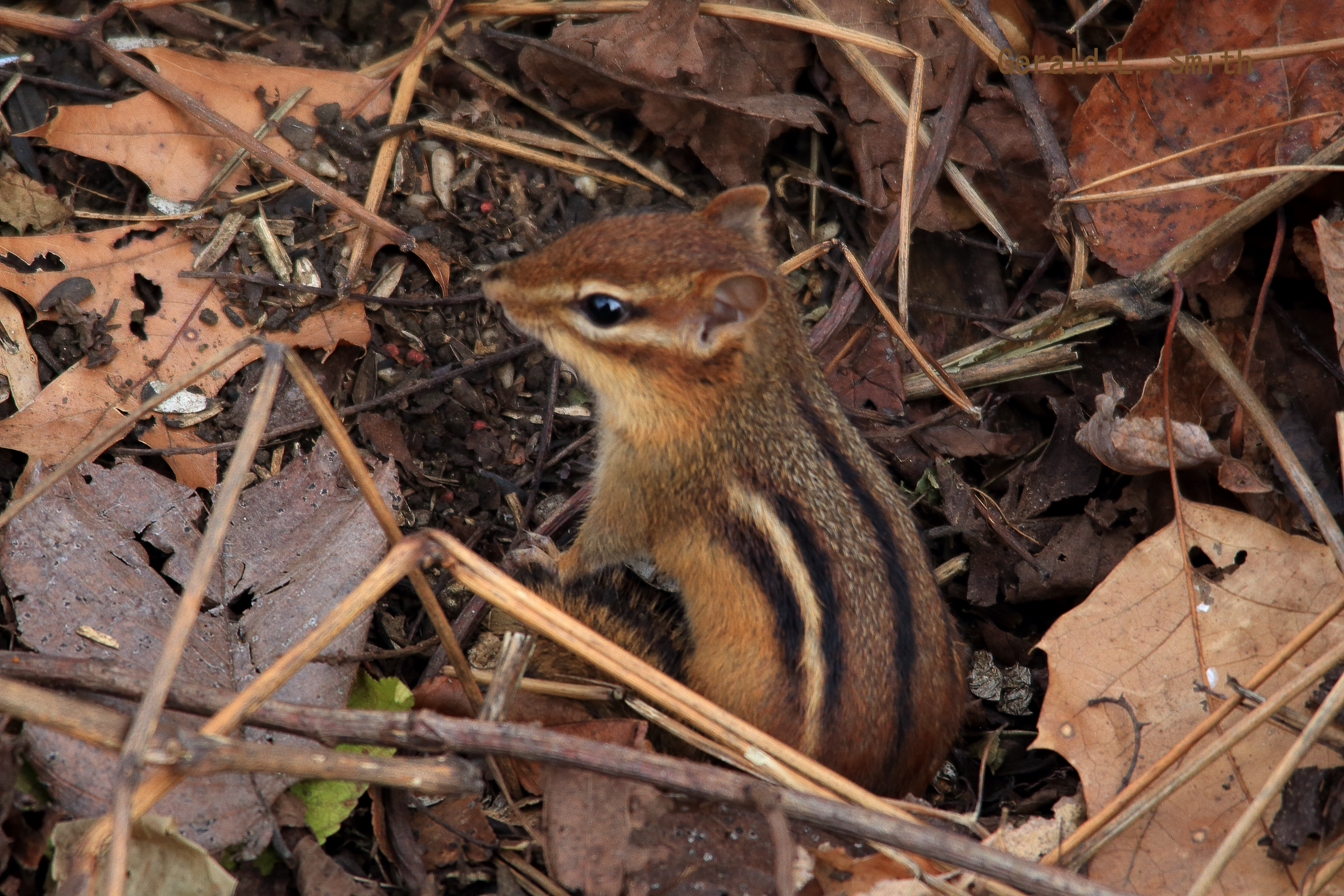 Easternchipmunkwname