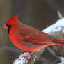 Northern Cardinal 17