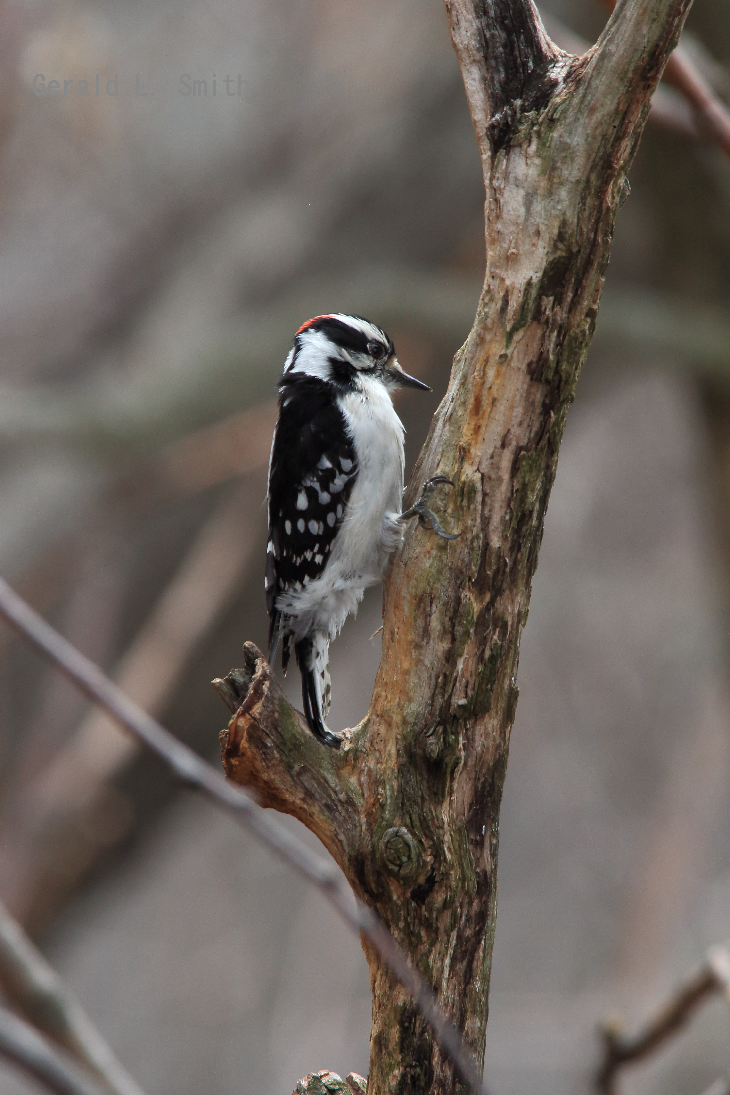 Downy Woodpecker 9