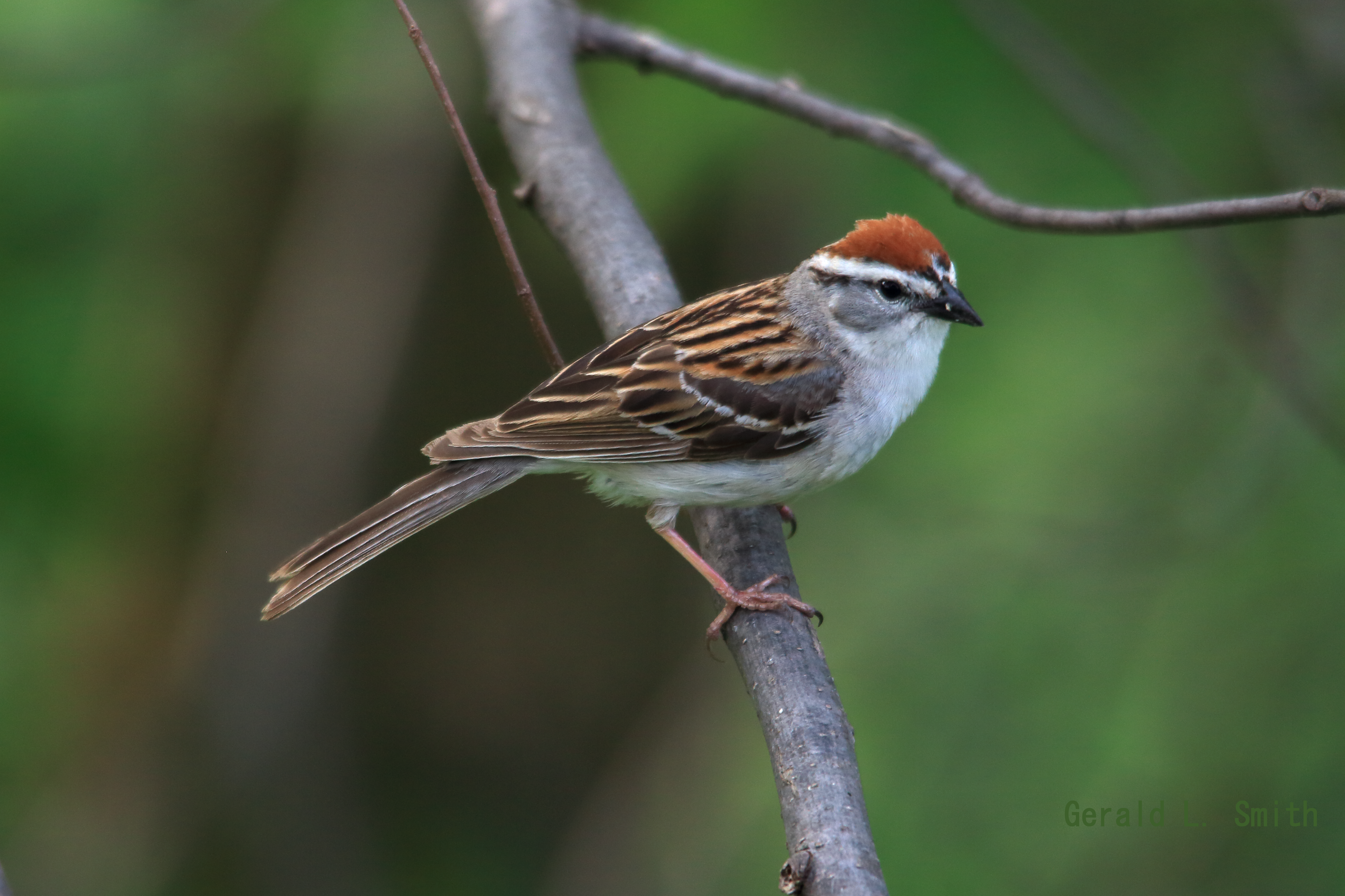 Chipping Sparrow