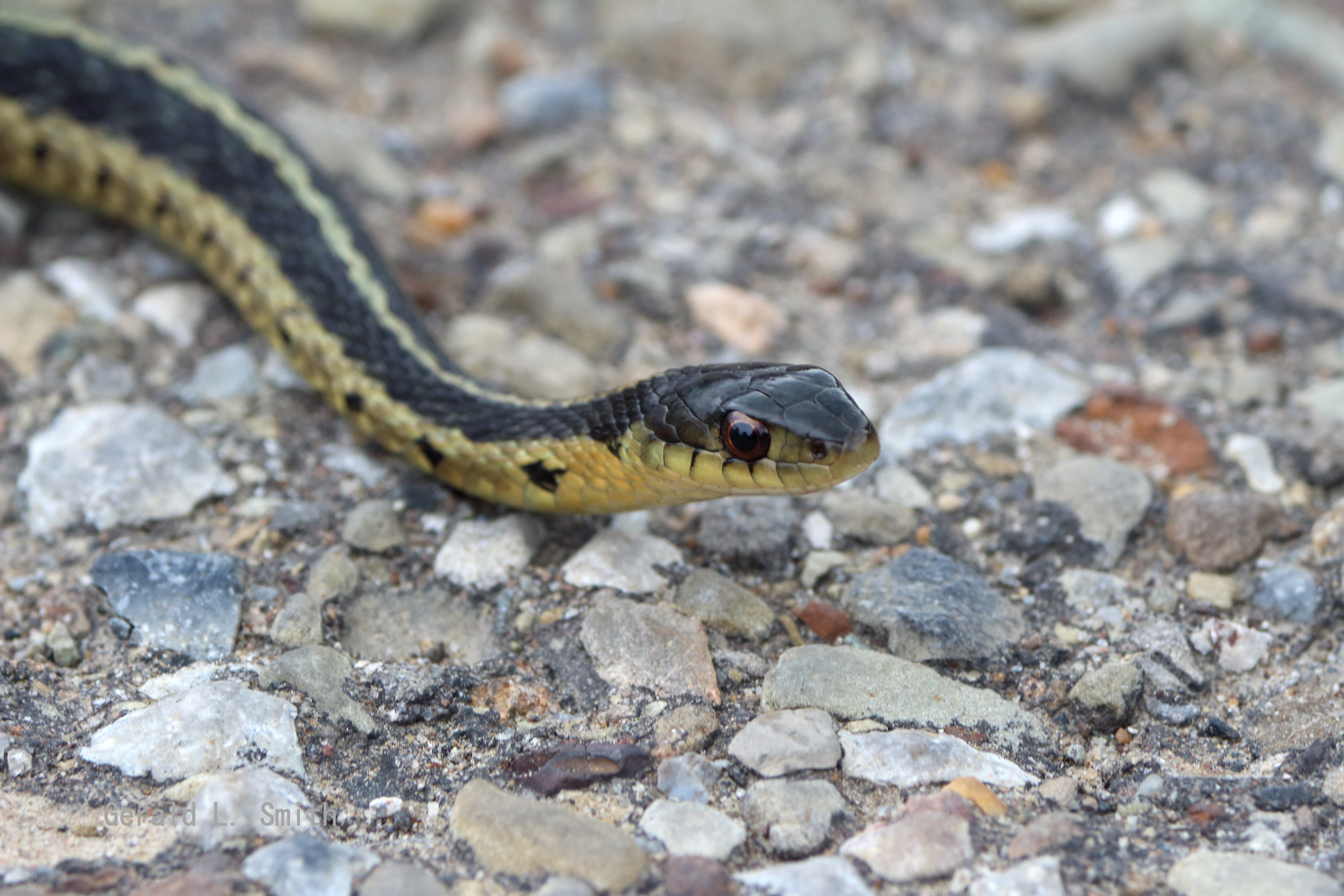 Eastern Garter Snake