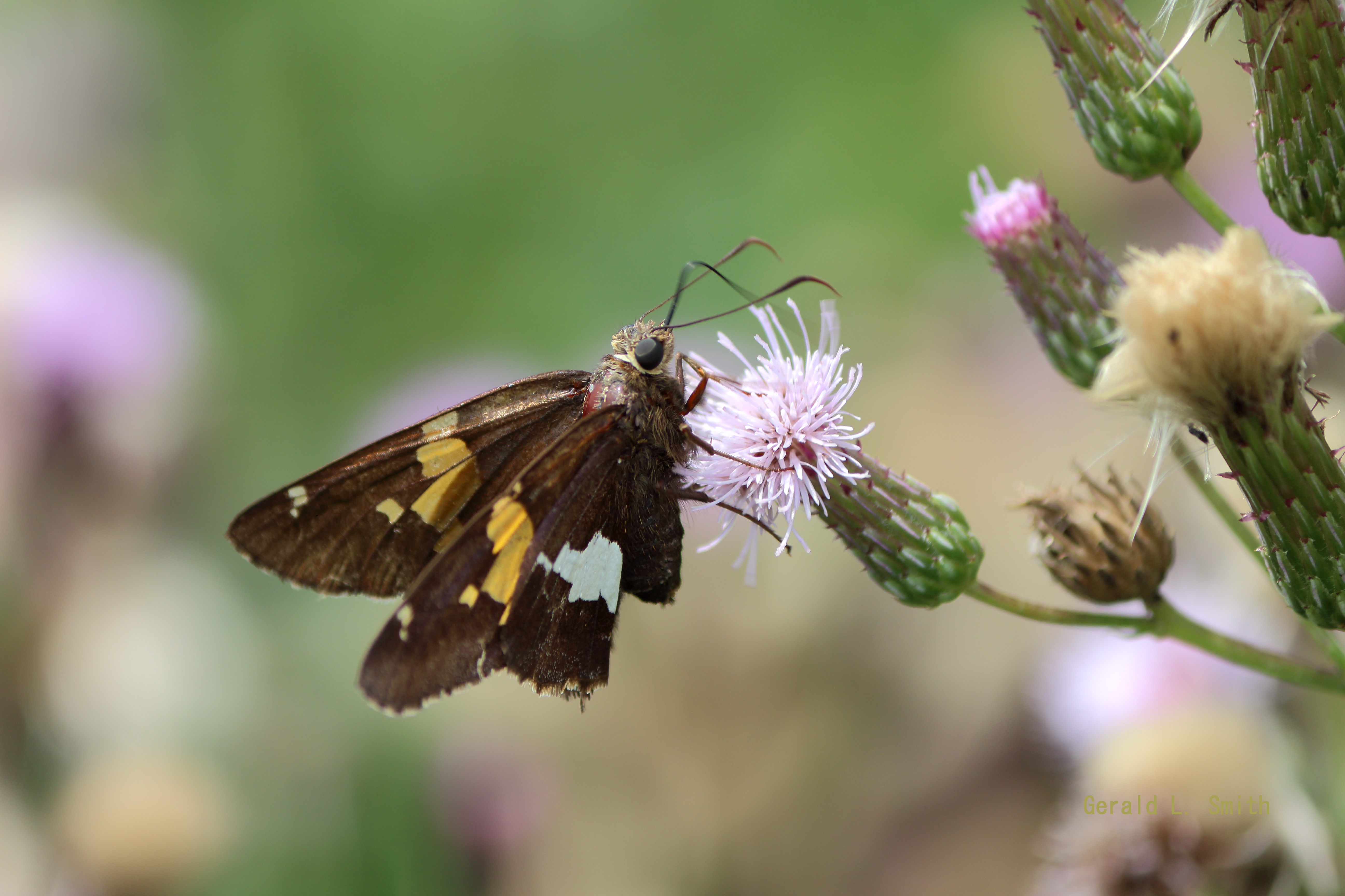 Silver-spotted Skipper 16