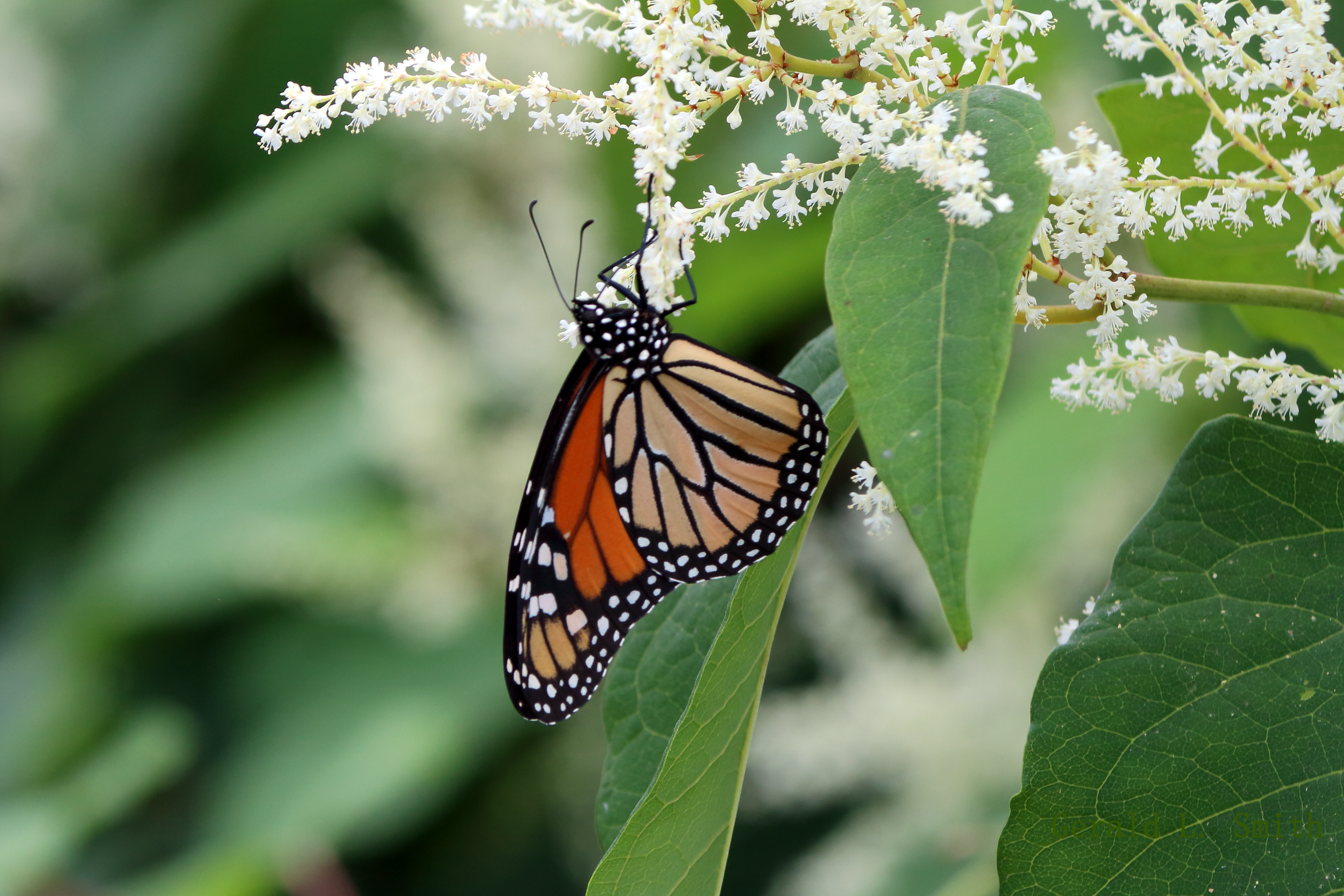 Monarch Butterfly