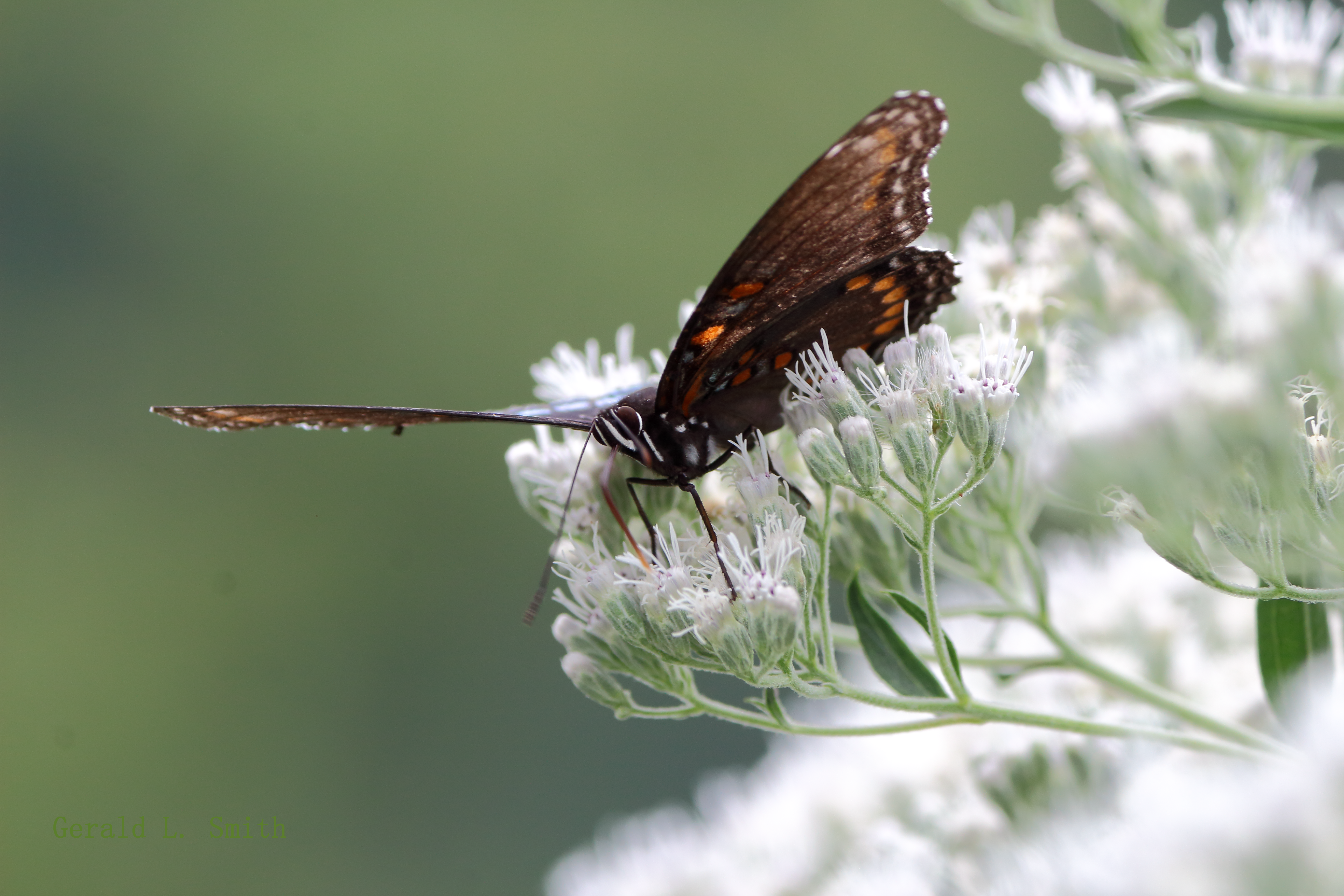 Red-spotted Purple 4