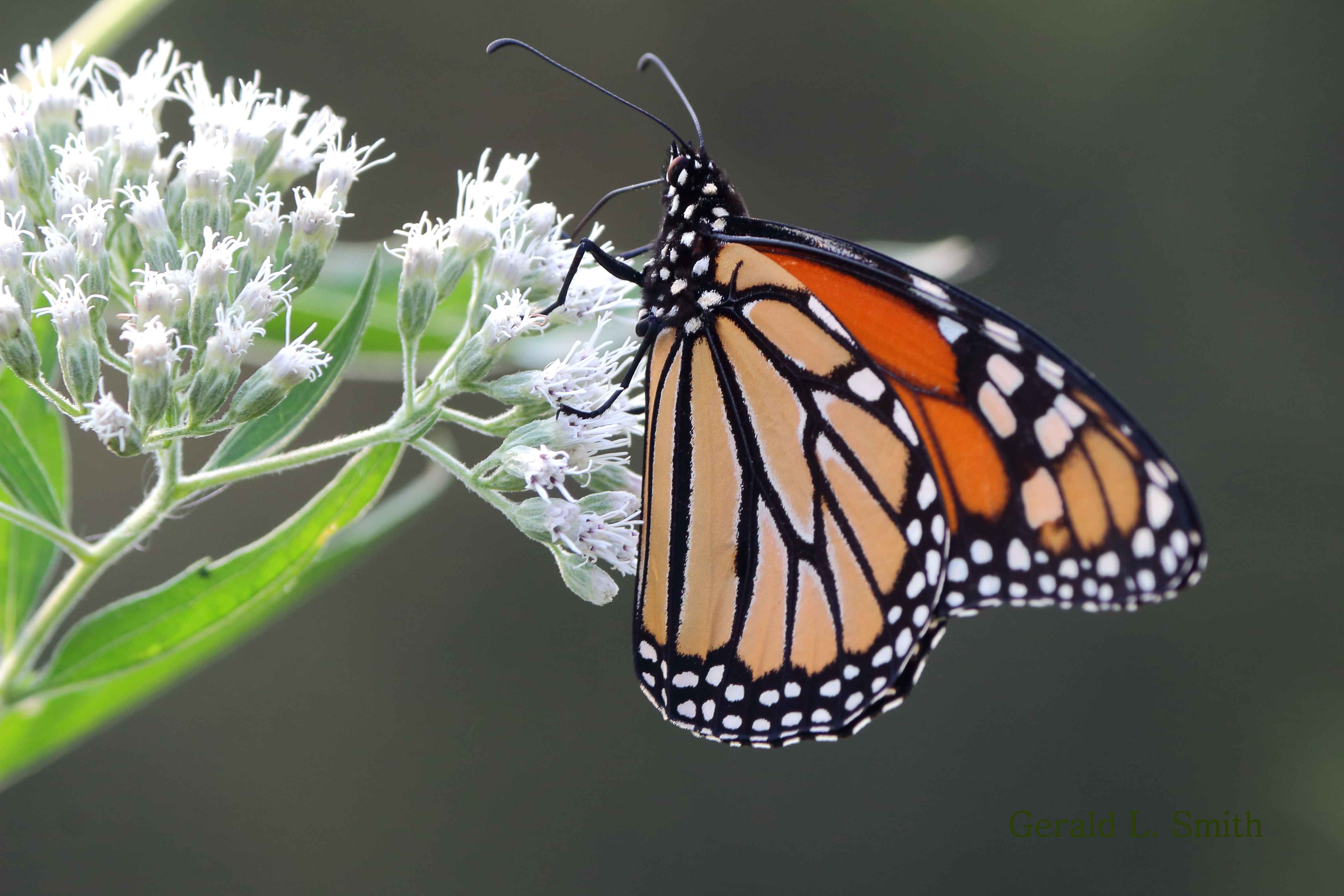 Monarch Butterfly 2