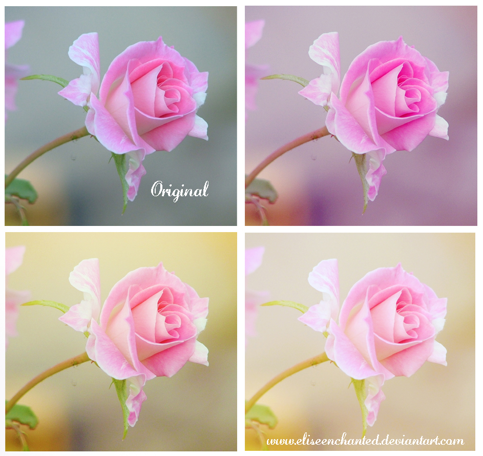 Soft Roses Art Soft roses action by EliseEnchanted on DeviantArt