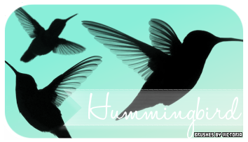 Hummingbirds Brushes