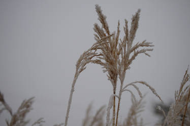 Frost Pictures