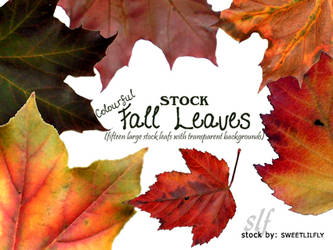 STOCK Colourful Fall Leaves