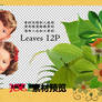 Joe.l's png - leaves 12P