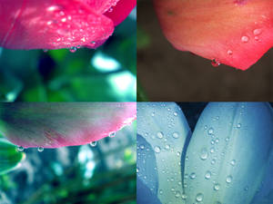 4 Wallpaper Flower Pack