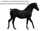 Precut Black Arabian Stallion