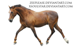 Precut Chestnut Warmblood Stallion