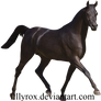 Precut Black Arabian Stallion