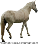 Precut Fleabitten Grey Horse