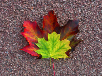 Counselling London Camden Kings Cross