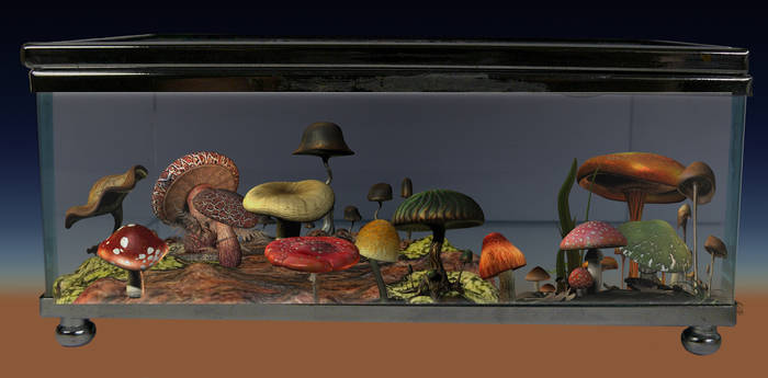 mushrooms show case 1