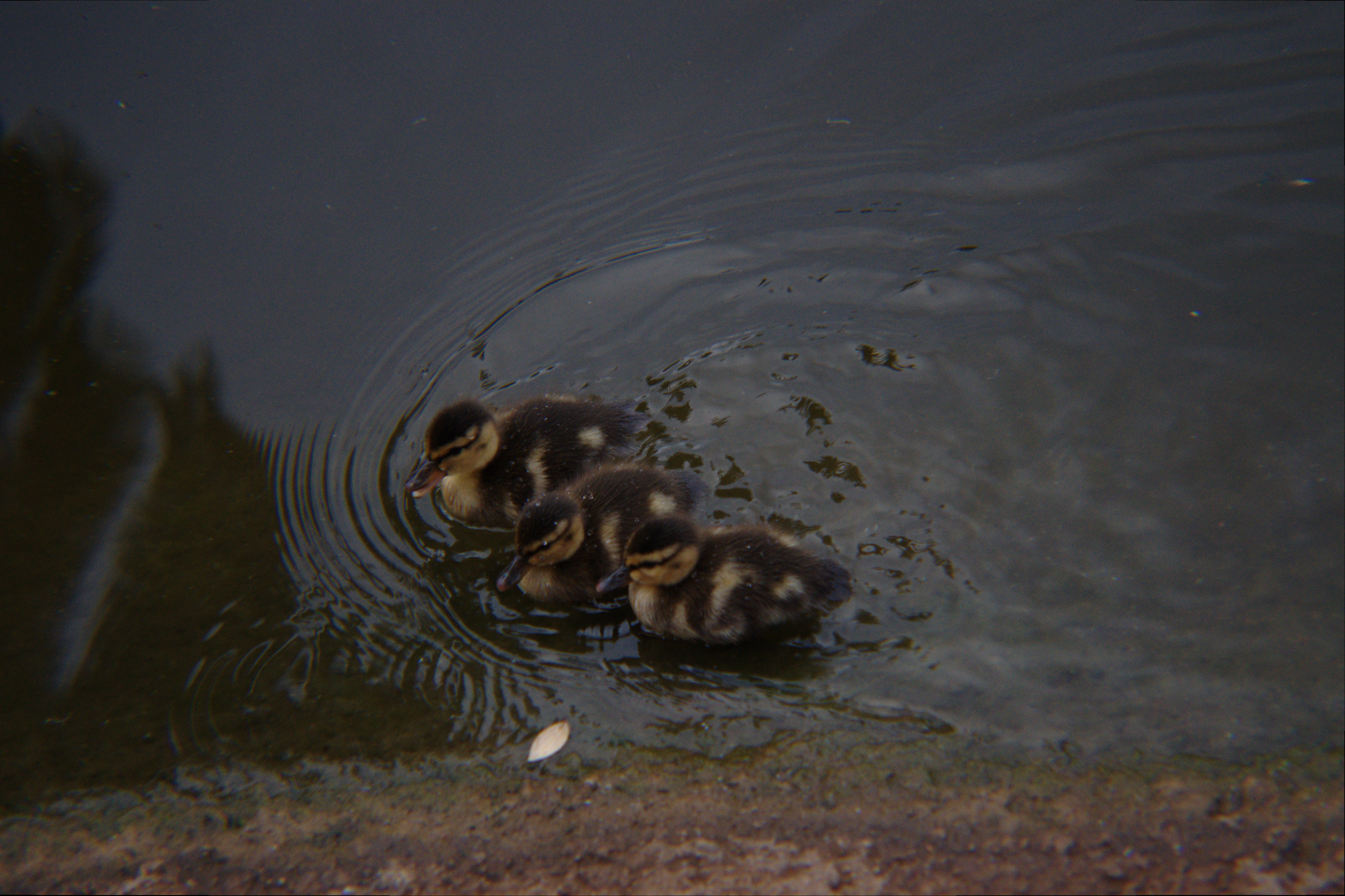 The Three Little Ducks