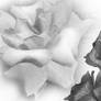 Rose Brushes
