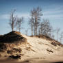 Lonely Dune Trees