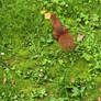 squirrel