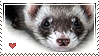 Ferret love by Animal-Stamp