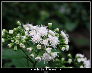 Whiteflower
