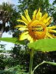 SunnyMonday