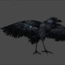 Black raven by aleksiszet