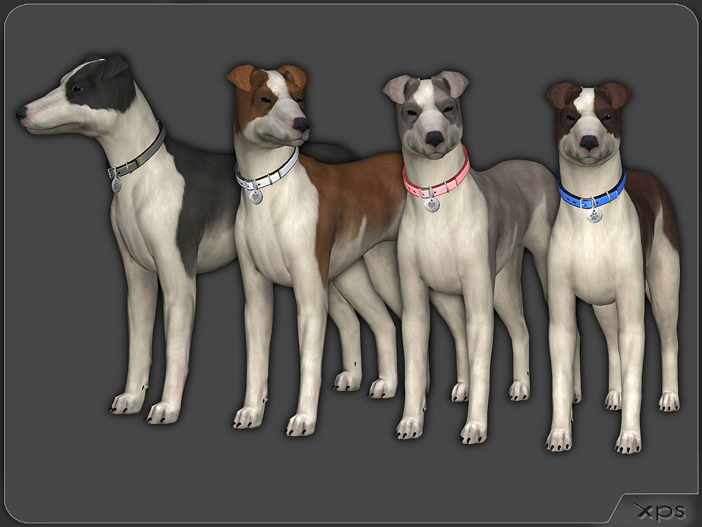 Dog Smooth Fox Terrier (TS4) by aleksiszet by aleksiszet on DeviantArt
