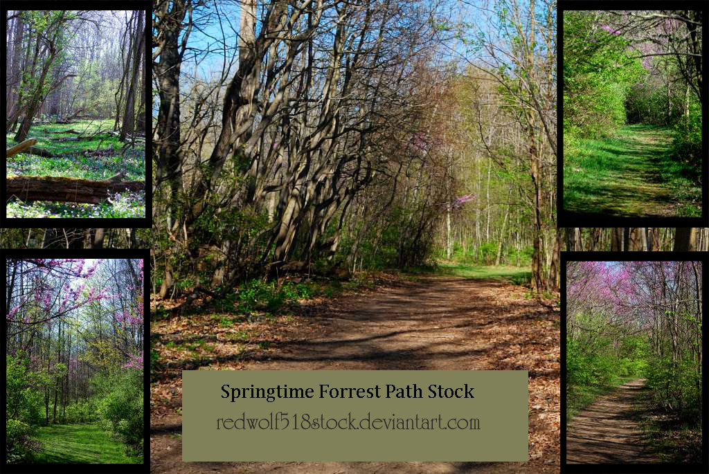 Springtime Forrest Path Stock